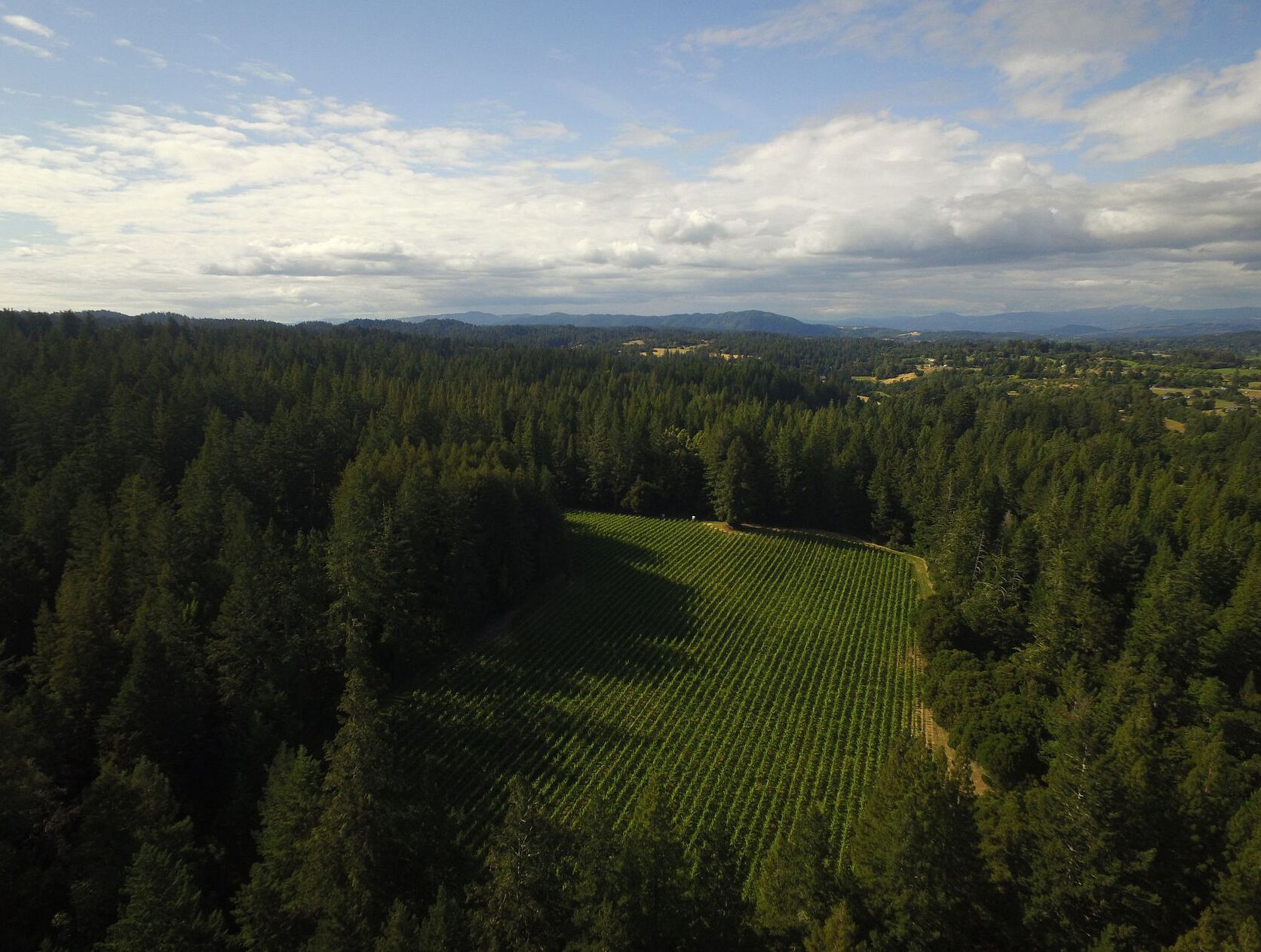 Muldune Trail vineyard
